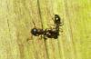 Dolichoderus quadripunctatus